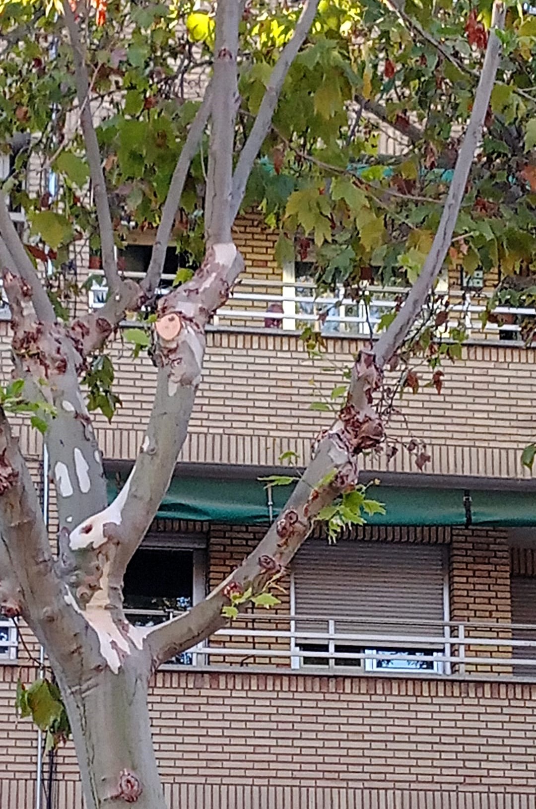 Barrio1