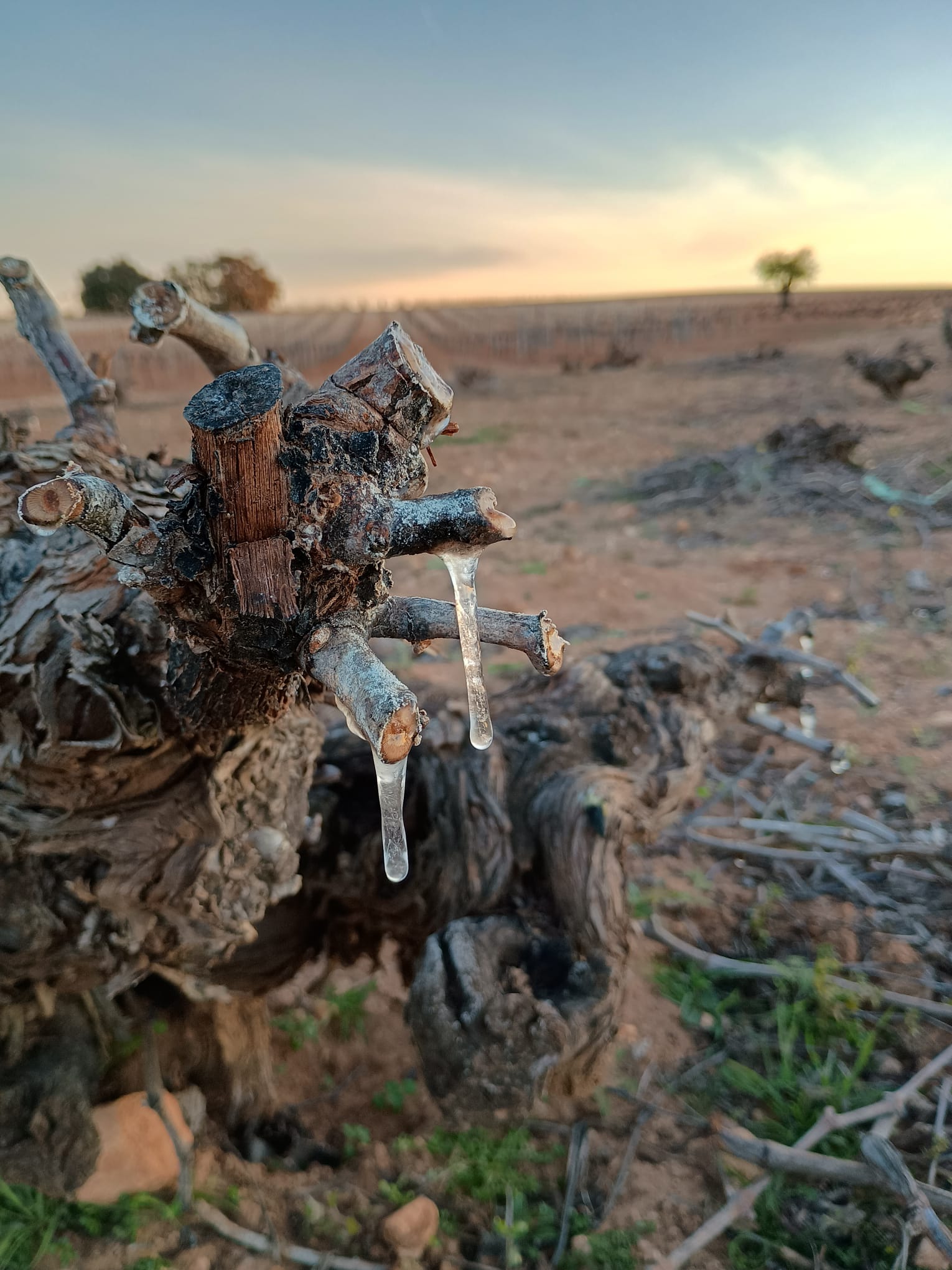 HELADA 30 MARZO  (3)