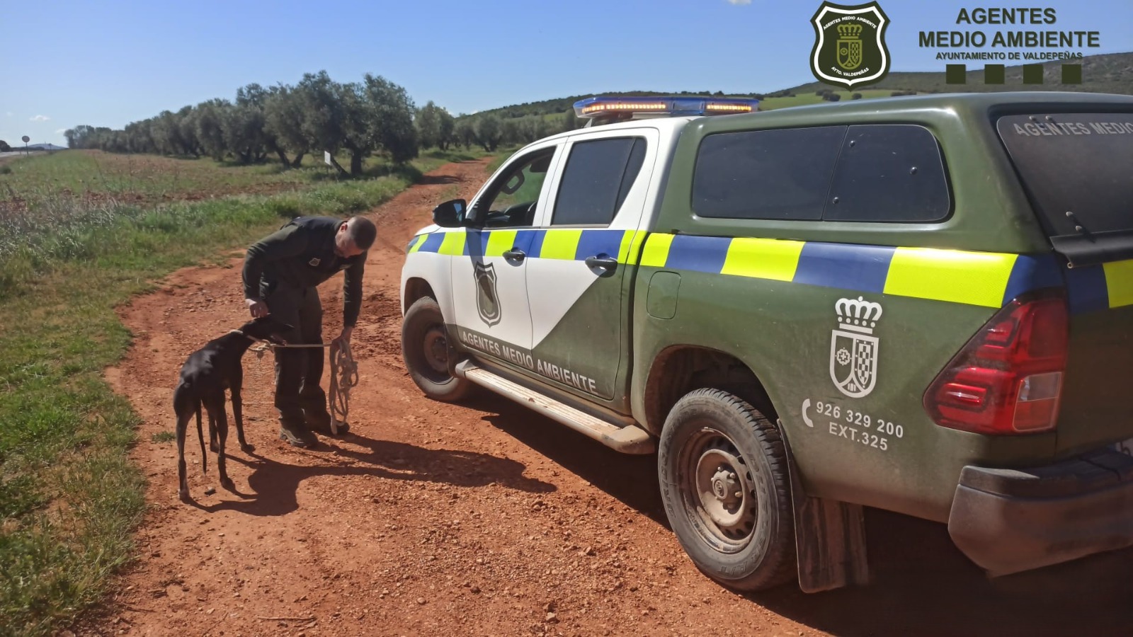 RESCATE GALGO UNIDAD MEDIO AMBIENTE VALDEPEÑAS (2)