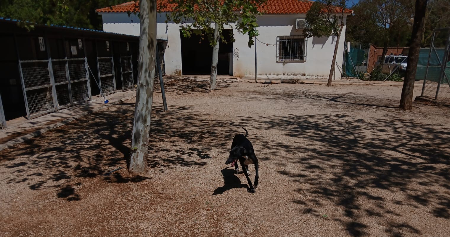 RESCATE GALGO UNIDAD MEDIO AMBIENTE VALDEPEÑAS (3)