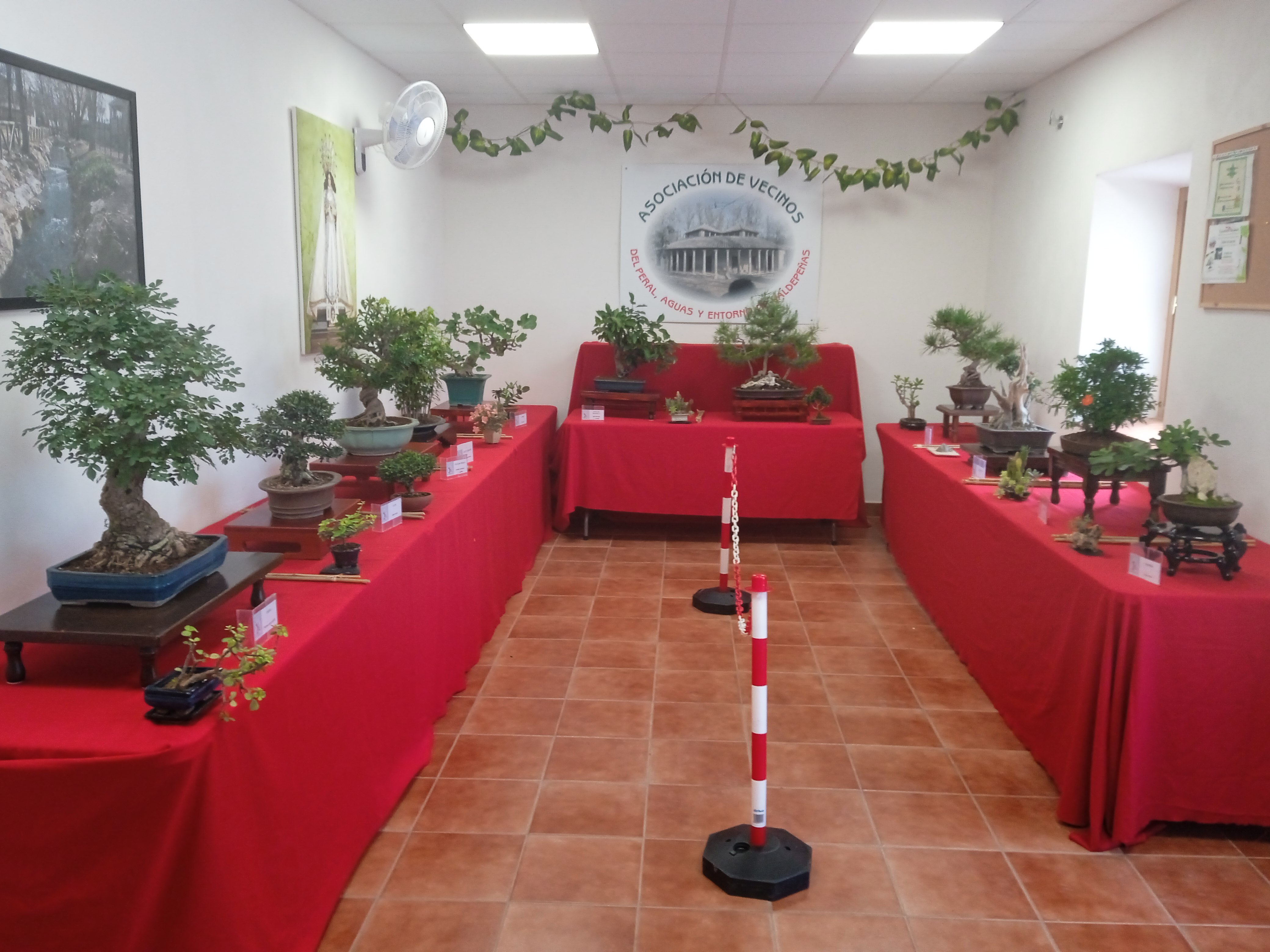TALLER Y EXPOSICIÓN BONSÁIS PERAL (4)