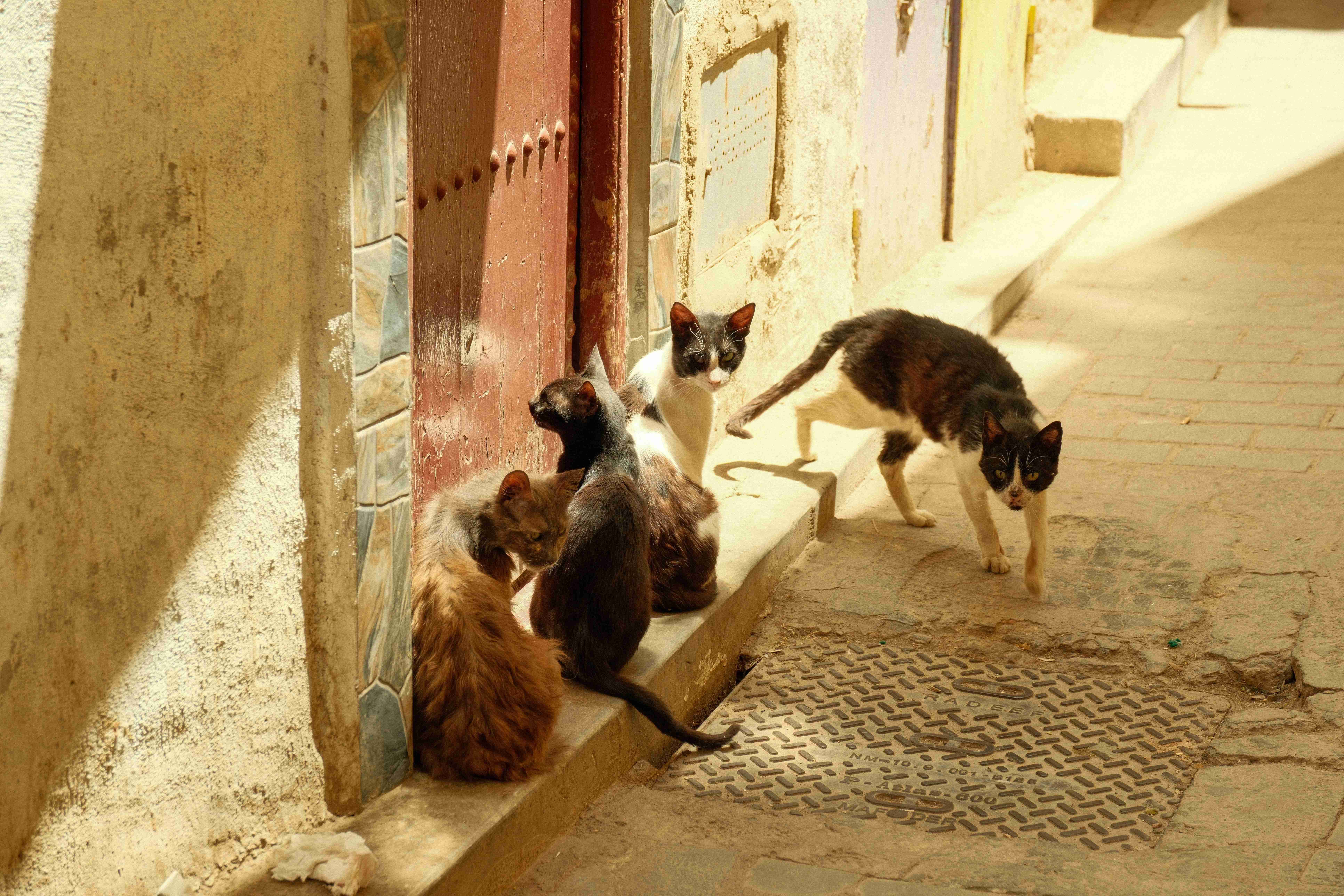 Gatos abandonados_baja