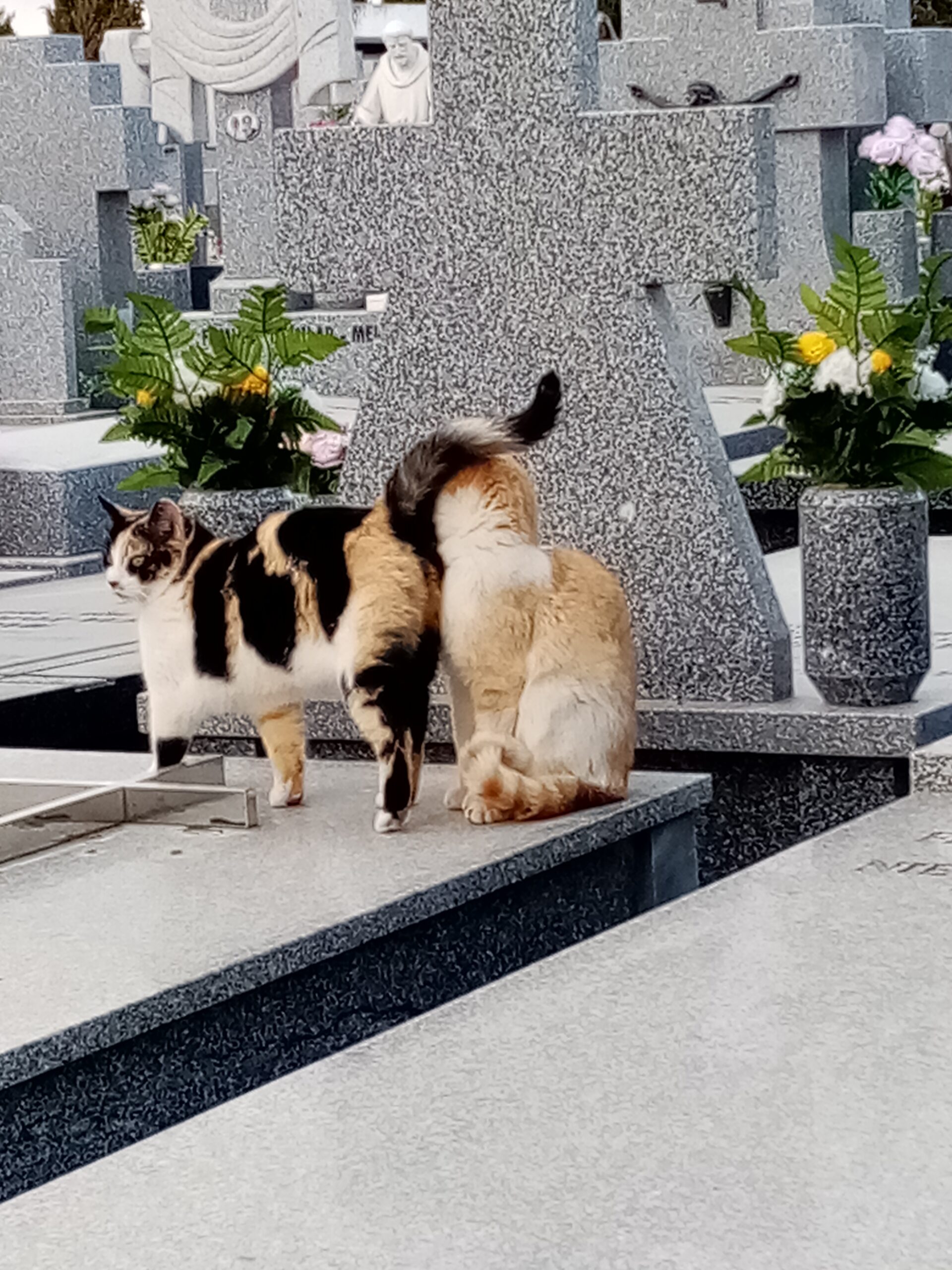 Colonia felina en el cementerio