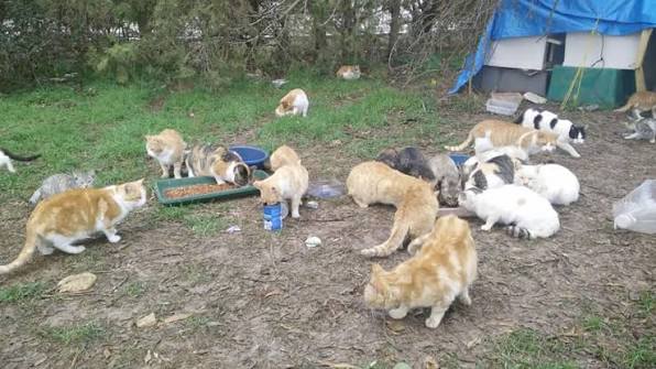 Colonia de gatos comunitarios